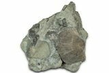 Fossil Brachiopods (Hebertella) in Limestone - Kentucky #325694-1